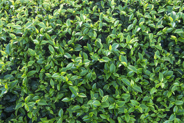 Tea leaves background