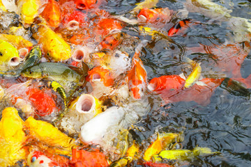 Beautiful fancy carp or koi fish are swimming in the pond