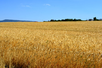 Wheat in the field. Blue sky. Agricultural landscape. Wheat background. Agriculture concept