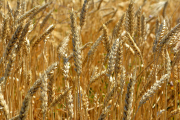Golden wheat in the field. Agricultural landscape. Wheat background. Agriculture concept