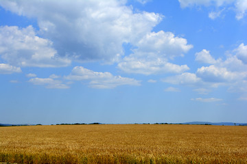Wheat in the field. Blue sky. Agricultural landscape. Wheat background. Agriculture concept