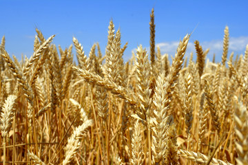 Golden wheat in the field Agricultural landscape Wheat background Agriculture concept