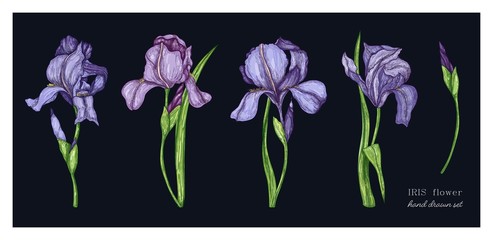 Set of Iris flowers in color. Vector botanical illustration of florist. Hand drawn illustration in vintage style.