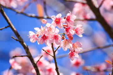 Sakura flower
