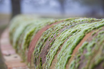 Mossy Wall Shallow Depth of Field
