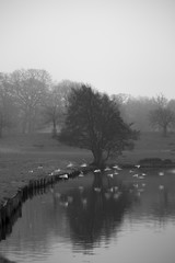Black and White of birds flying over water