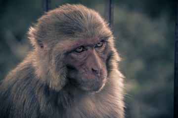 Obraz premium Close up front view of monkey head looking to left side..Rhesus macaque (Macaca mulatta)