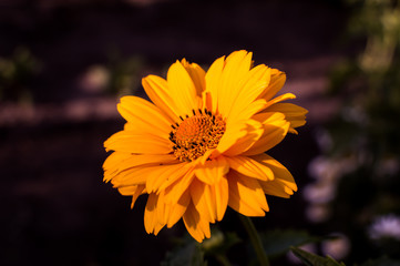 Flowers close-up in the evening