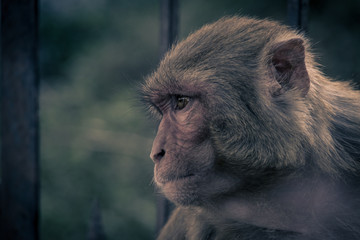 Close up front view of monkey head looking to right side..Rhesus macaque (Macaca mulatta)