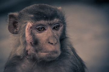 Close up front view of monkey face with a scar, looking to the right side..Rhesus macaque (Macaca mulatta)
