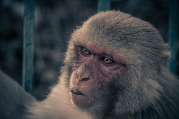 Close up front view of monkey face. Monkey looking to the left side..Rhesus macaque (Macaca mulatta)