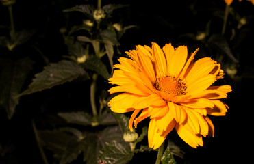 Flowers close-up in the evening