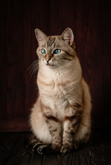 tabby cat with blue eyes