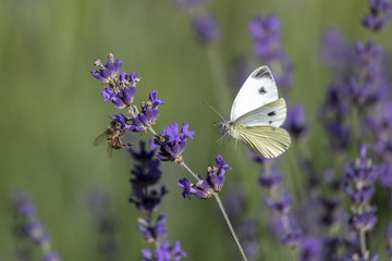 Schmetterling fliegt an Lavendel mit Biene