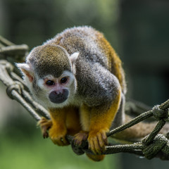 squirrel monkey close up