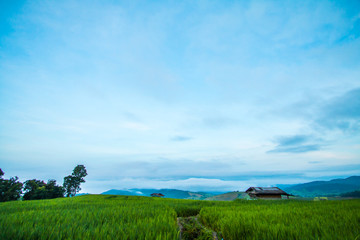 morning in nature rice terrace