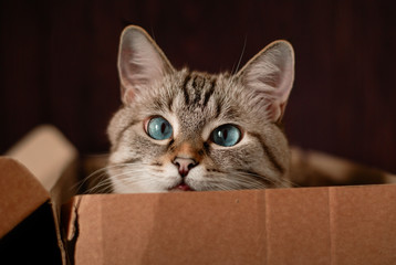 A beautiful gray cat with blue eyes is sitting in a cardboard box