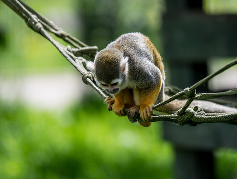 Squirrel moneky