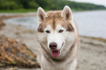 Close-up portrait of Siberian husky dog on the sea shore in summer