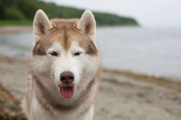 Close-up portrait of Siberian husky dog on the sea shore on cloudy day in summer