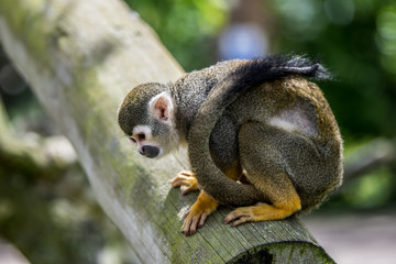 squirrel monkey looking for food