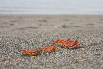 Close-up Image of three dry dead red crabs on the pebble beach