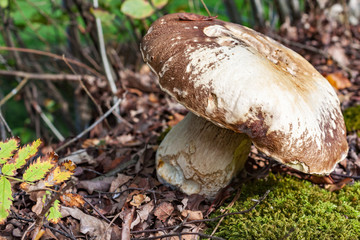 Beautiful old mushroom on the moss