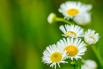 Obraz na płótnie Canvas flowers of a small daisy on green background