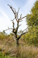 Dead tree in landscape Drenthe, Netherlands