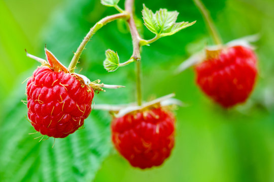three of raspberry with leaf on green background