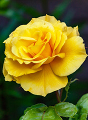 Stunning yellow rose