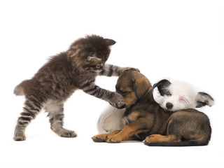 Fototapeta premium kitten tries to wake up sleeping