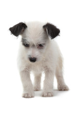 puppy is looking down isolated on a white background