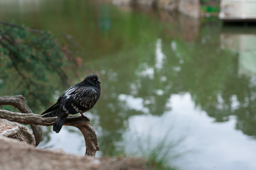 Pigeon in natural surroundings