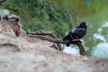 Pigeon in natural surroundings