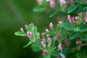 flowering bush with pink flowers in the wild