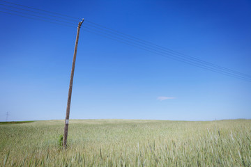 Old telephone line on the field of grain