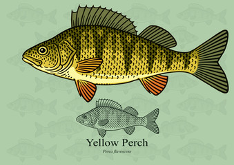 Yellow Perch. Vector illustration with refined details and optimized stroke that allows the image to be used in small sizes (in packaging design, decoration, educational graphics, etc.) - obrazy, fototapety, plakaty