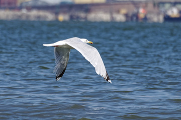 Flying Seagull