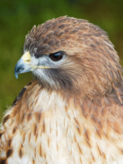 Bird of Prey Portrait