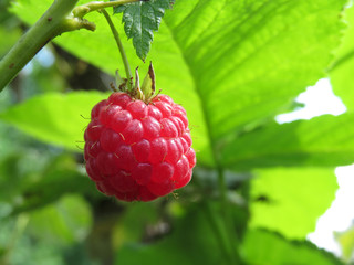 Ripe raspberry with green leaves on a branch close-up. Raspberry bush in sunlight, summer garden