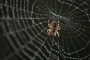 Morning dew on the web. Drops of dew. Spider