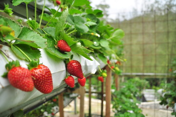 strawberry farm close up shot of strawberry plant bearing fruits in organic farm