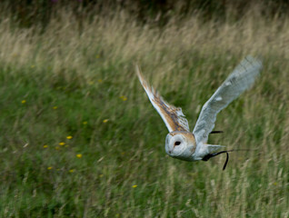 barn owl in flight
