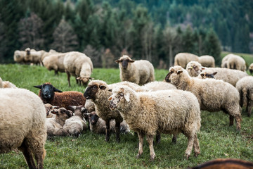 Sheep-farming, Sheep Herd is Agricultural Activity in Rural Germany