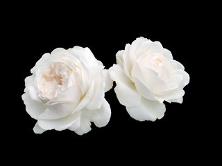 Fototapeta premium Dwie białe róże