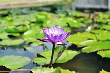 blooming floating purple waterlily in lake garden, shots from different angles