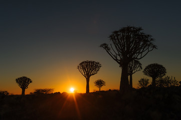Köcherbaum 1 (Namibia)