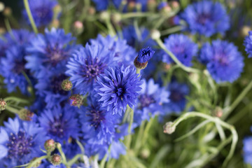 Close-up: many beautiful flowers of vivid blue cornflowers.