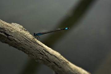 Small blue dragonfly resting on the dry branch in the river Drava in Croatia.